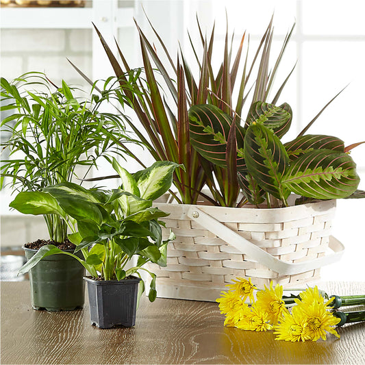 Plantas verdes y florecientes diseñadas por un florista en una cesta