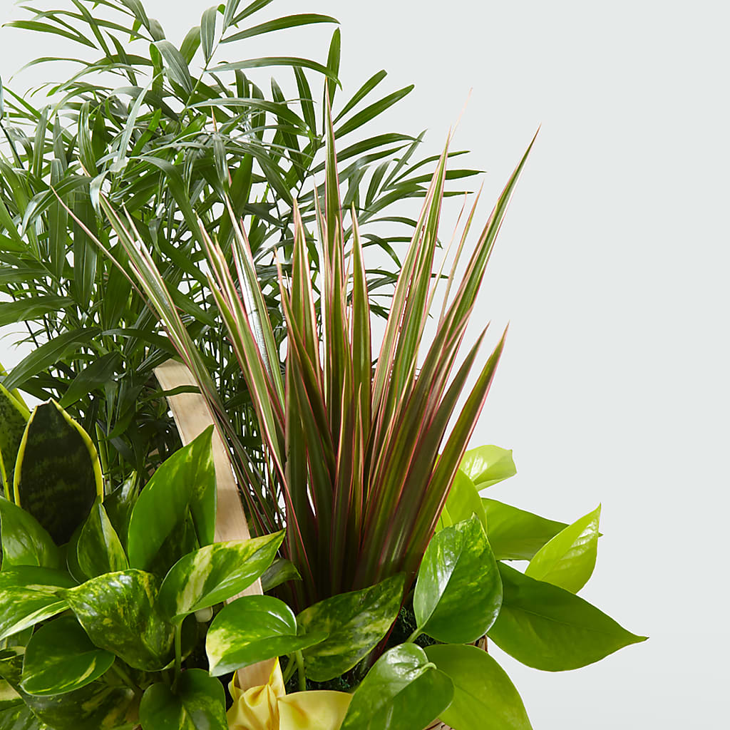 French Garden – Charlynda Fleuriste, Sherbrooke PQ