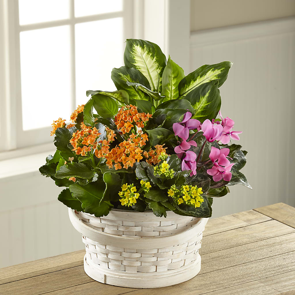 Color Crush Dishgarden – Charlynda Fleuriste, Sherbrooke PQ