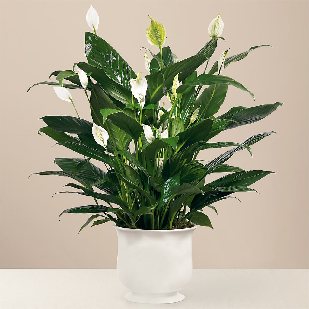 Comfort Planter – Charlynda Fleuriste, Sherbrooke PQ