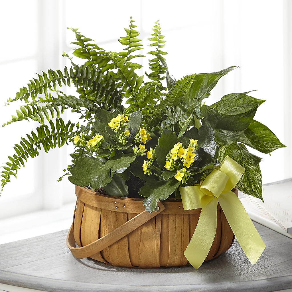 Always Dear Dishgarden – Charlynda Fleuriste, Sherbrooke PQ