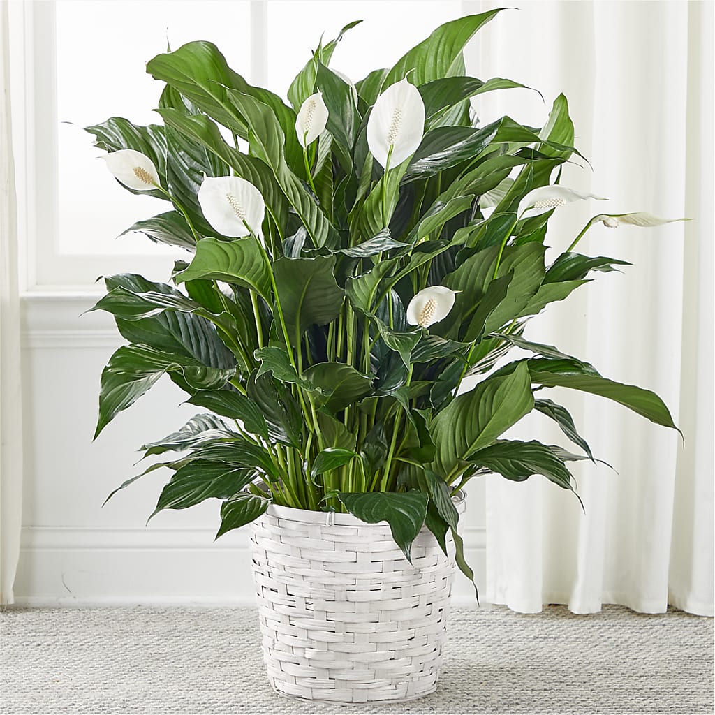 A New Leaf Peace Lily – Charlynda Fleuriste, Sherbrooke PQ