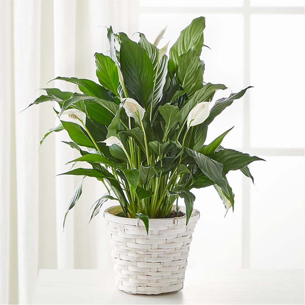 A New Leaf Peace Lily – Charlynda Fleuriste, Sherbrooke PQ