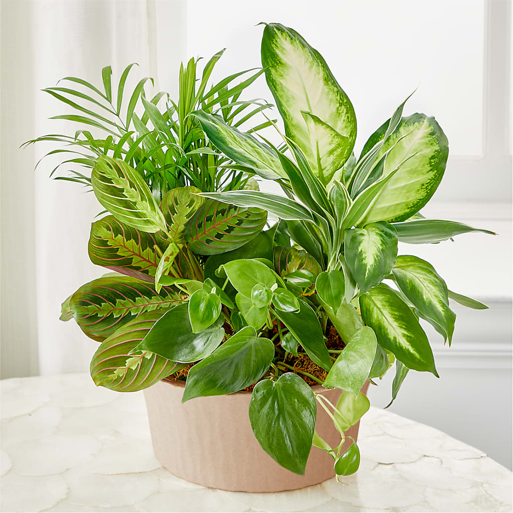 Balance & Harmony Dishgarden – Charlynda Fleuriste, Sherbrooke PQ