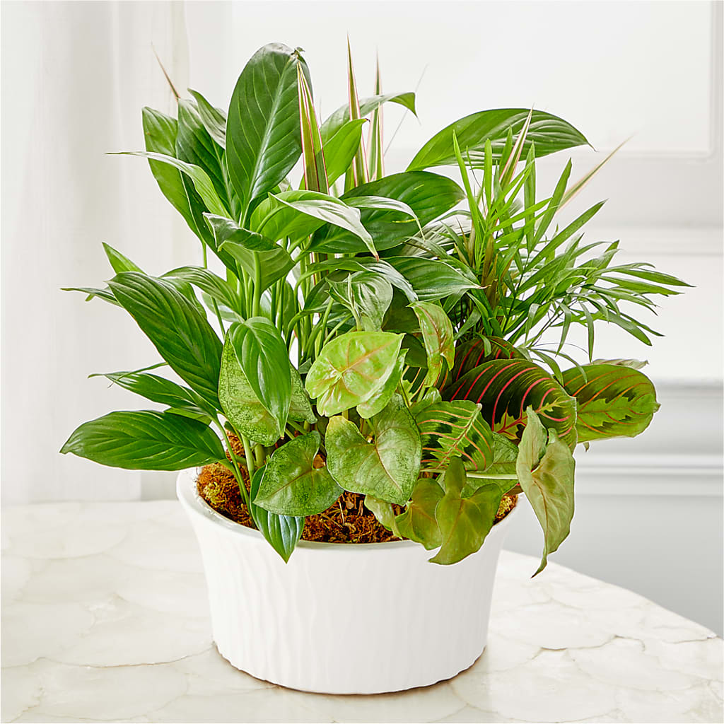 Balance & Harmony Dishgarden – Charlynda Fleuriste, Sherbrooke PQ