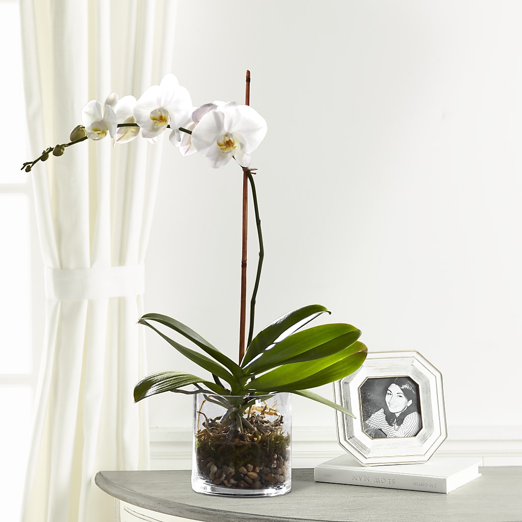 White Orchid Planter – Charlynda Fleuriste, Sherbrooke PQ