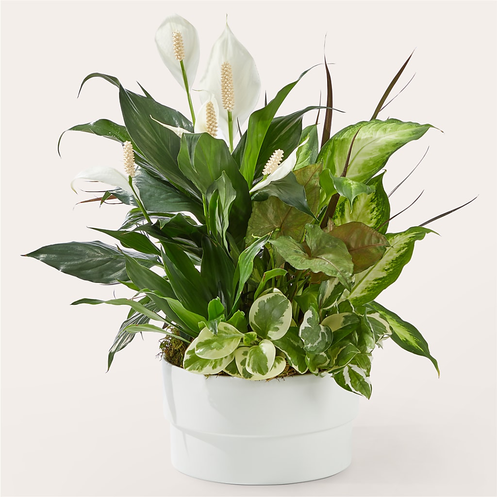Radiating Positivity Dishgarden – Charlynda Fleuriste, Sherbrooke PQ