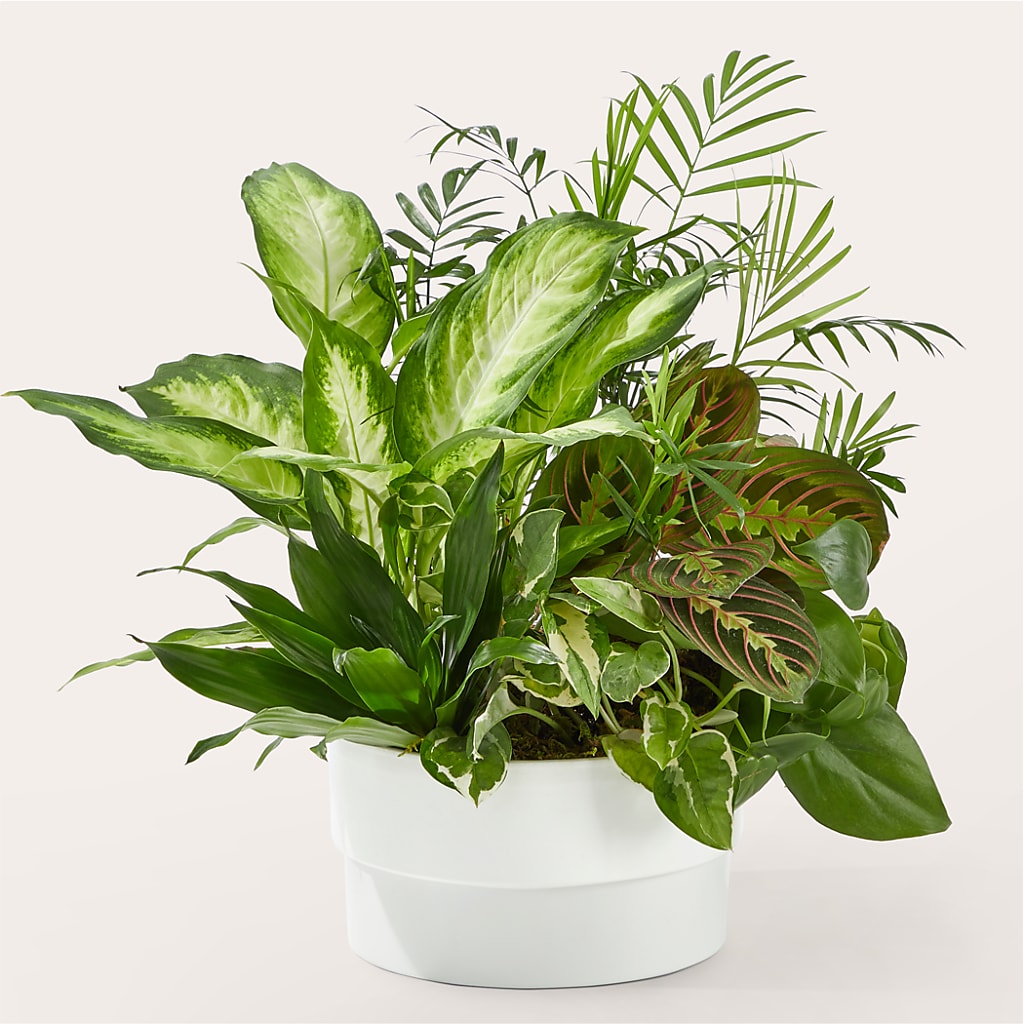Radiating Positivity Dishgarden – Charlynda Fleuriste, Sherbrooke PQ