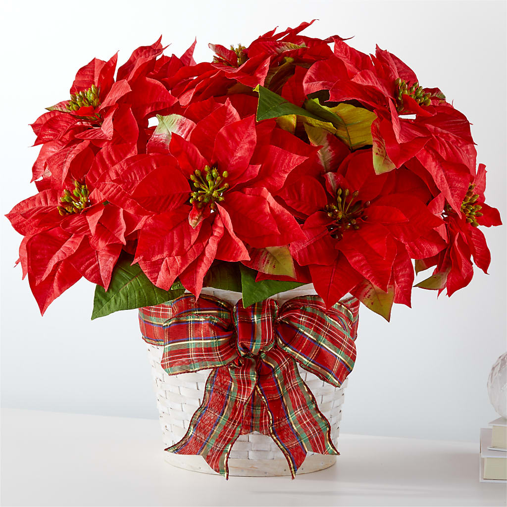 Poinsettia des fêtes les plus joyeuses