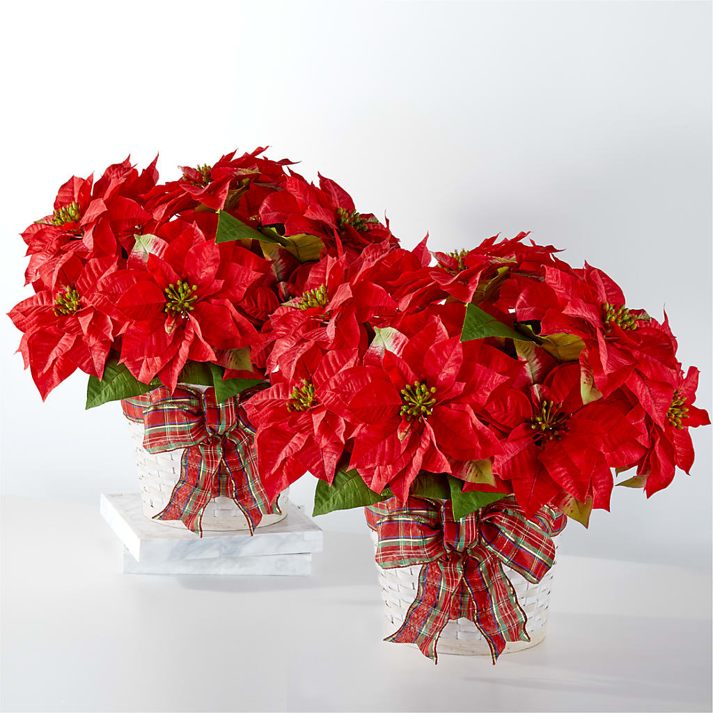 Lot de poinsettias « Joyeuses fêtes »