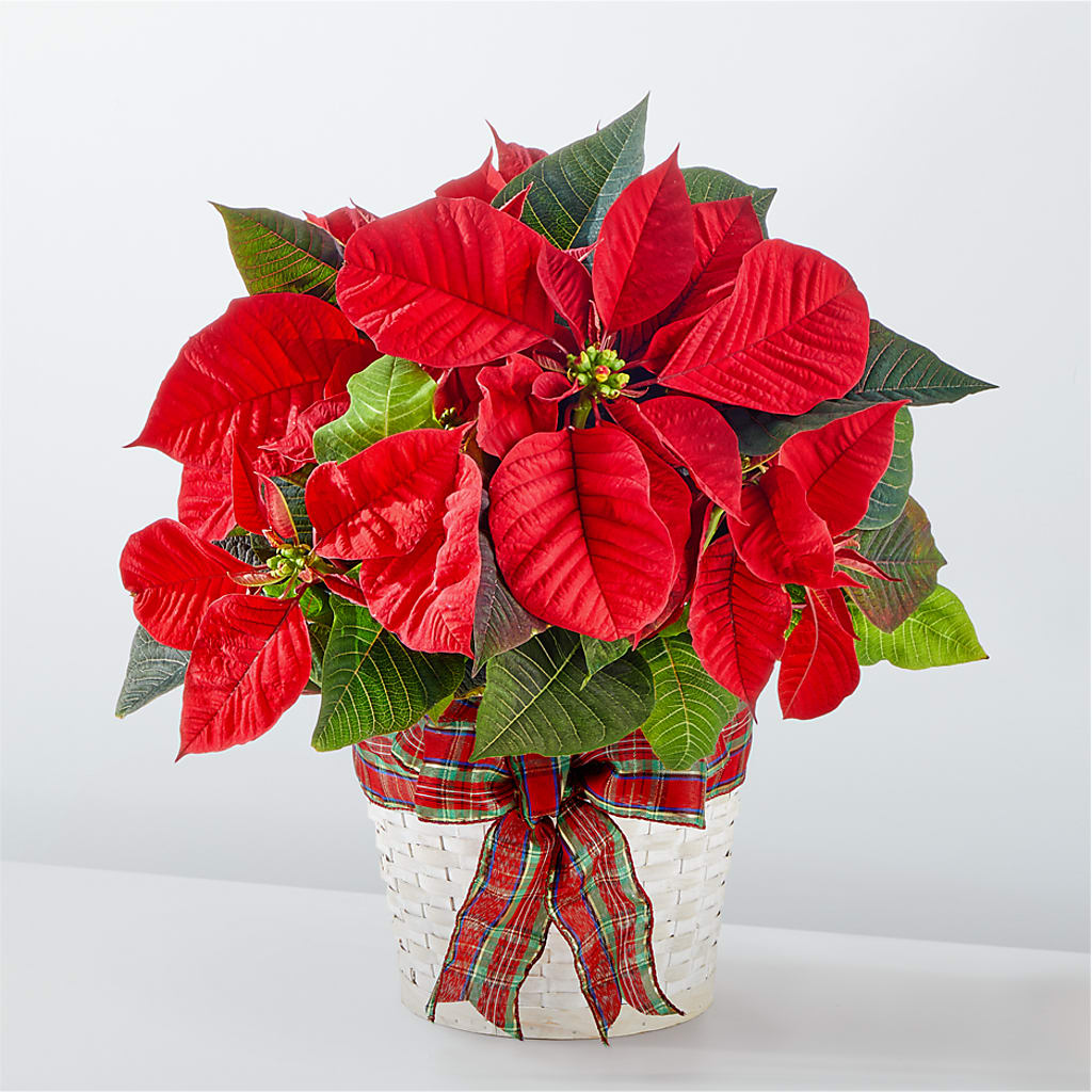 Poinsettia des fêtes les plus joyeuses