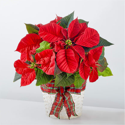 Poinsettia des fêtes les plus joyeuses