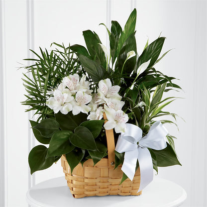 Peace & Serenity Dishgarden –  Charlynda Fleuriste, Sherbrooke PQ