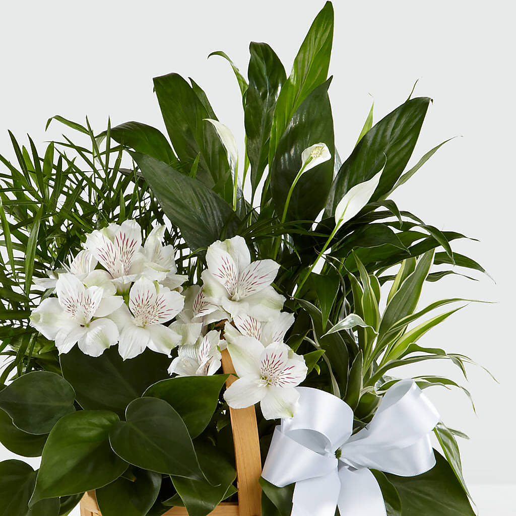 Peace & Serenity Dishgarden –  Charlynda Fleuriste, Sherbrooke PQ