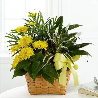 Loving Light Dishgarden –  Charlynda Fleuriste, Sherbrooke PQ