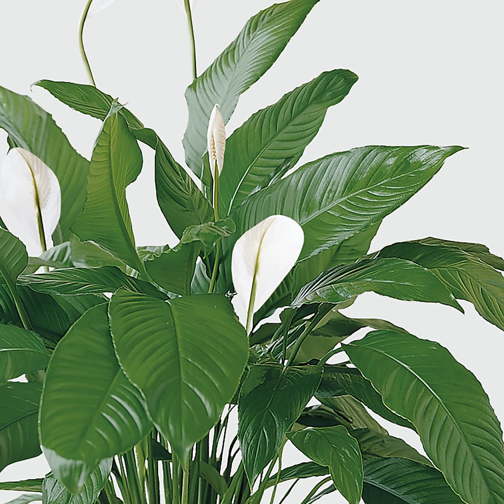Tranquil Moments Peace Lily Plant –  Charlynda Fleuriste, Sherbrooke PQ