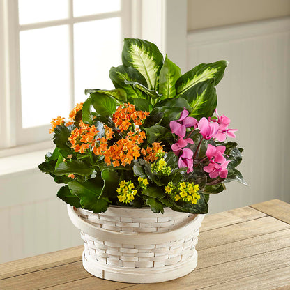 Color Crush Dishgarden –  Charlynda Fleuriste, Sherbrooke PQ