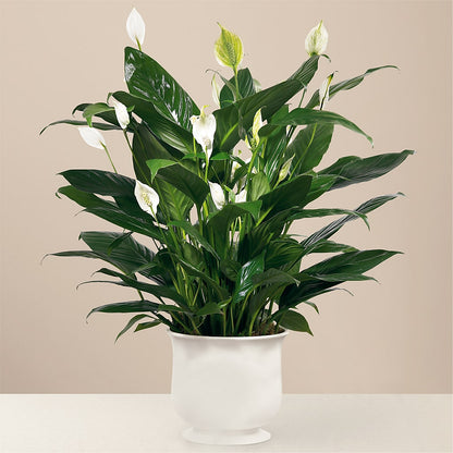 Comfort Planter –  Charlynda Fleuriste, Sherbrooke PQ
