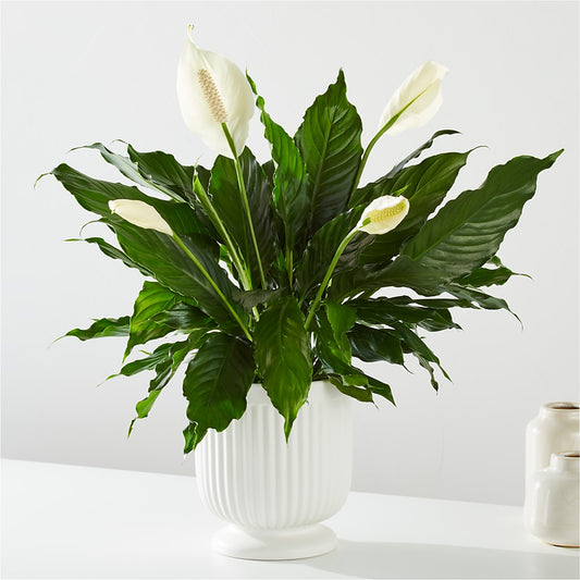 Comfort Planter –  Charlynda Fleuriste, Sherbrooke PQ