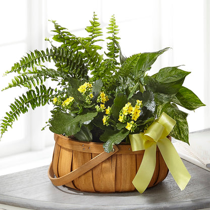 Always Dear Dishgarden –  Charlynda Fleuriste, Sherbrooke PQ