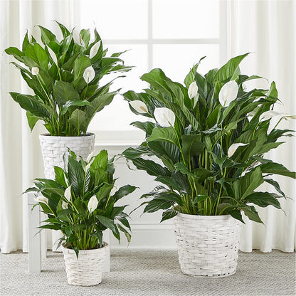 A New Leaf Peace Lily –  Charlynda Fleuriste, Sherbrooke PQ