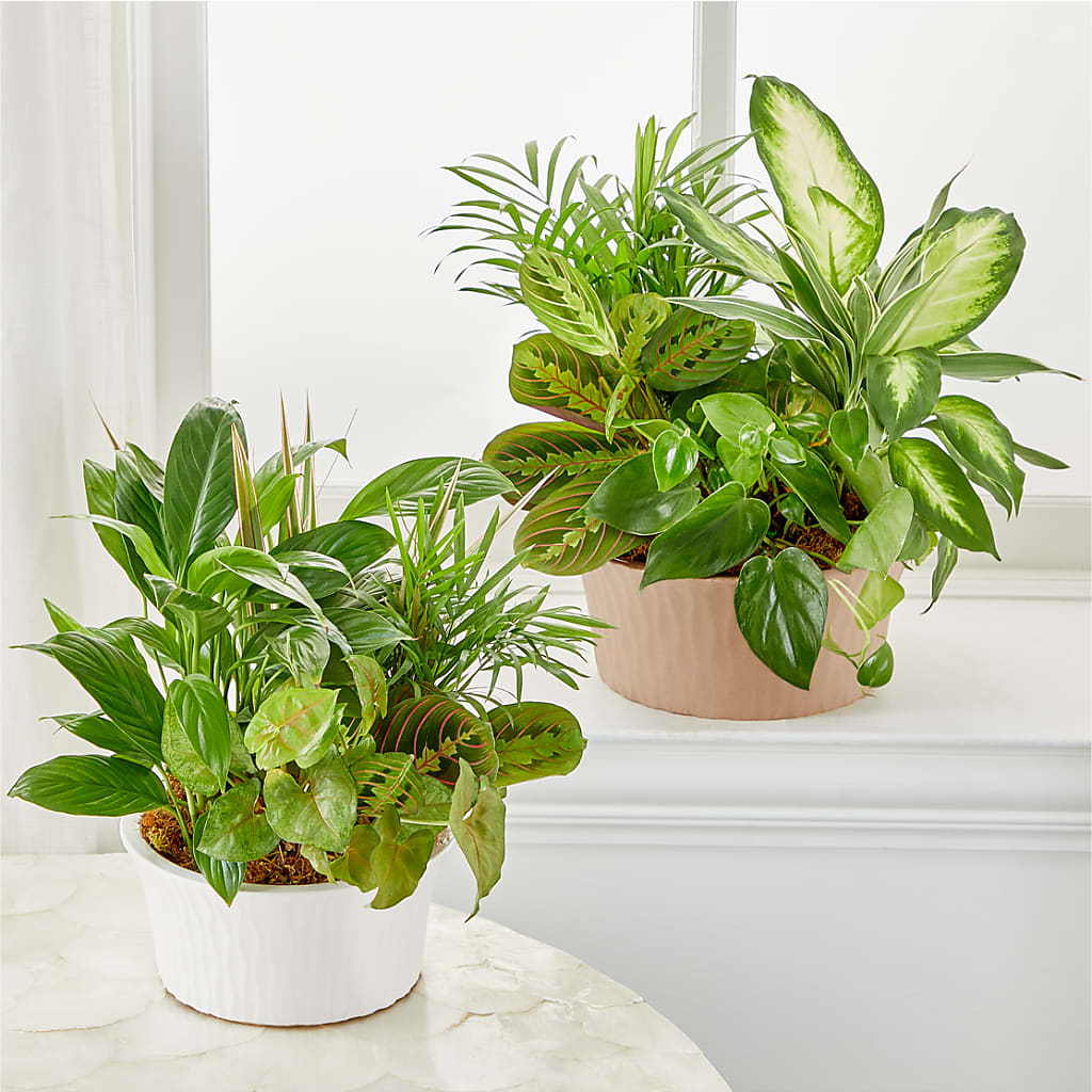 Balance & Harmony Dishgarden –  Charlynda Fleuriste, Sherbrooke PQ