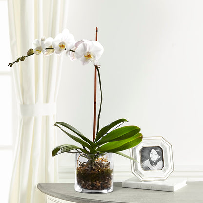 White Orchid Planter –  Charlynda Fleuriste, Sherbrooke PQ