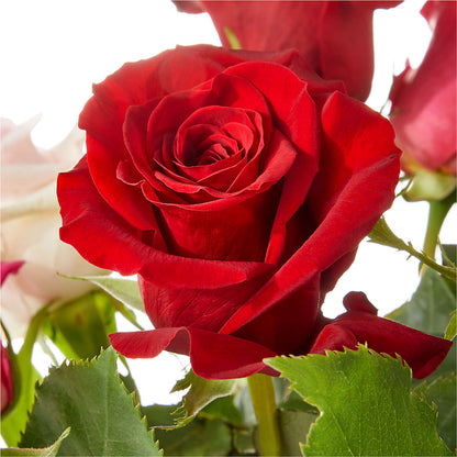 Love Notes Rose Bouquet –  Charlynda Fleuriste, Sherbrooke PQ